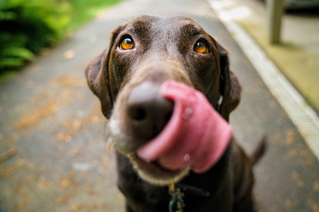 Obesity and weight loss in dogs and cats