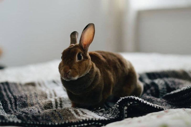 Your rabbit’s gut