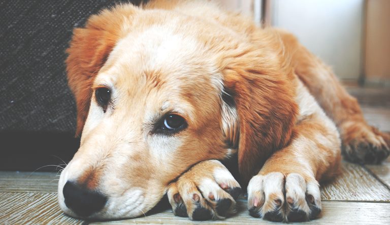 A guide to Kennels and Catteries