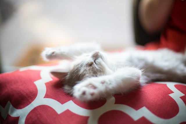 Introducing a new puppy or kitten to your existing pets