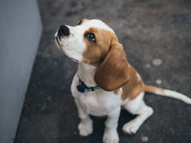How to toilet train your puppy