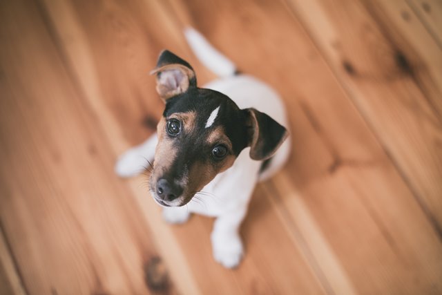 Foods to avoid feeding your pet