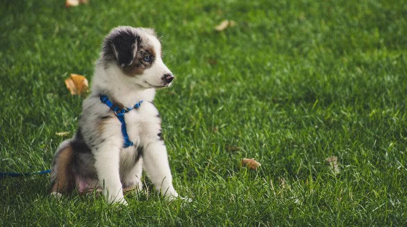 Your food and nutrition guide for new puppies