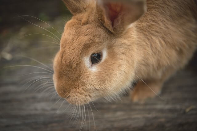 Understanding Rabbit Mobility Issues – Osteoarthritis