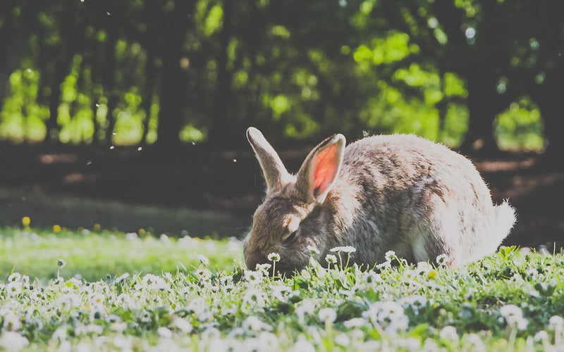 An Introduction to Rabbits