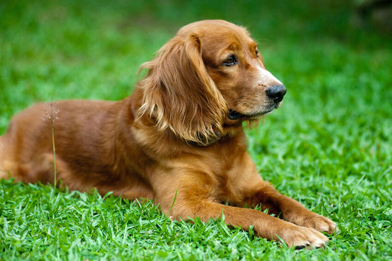 Seasonal Allergies and Your Pet