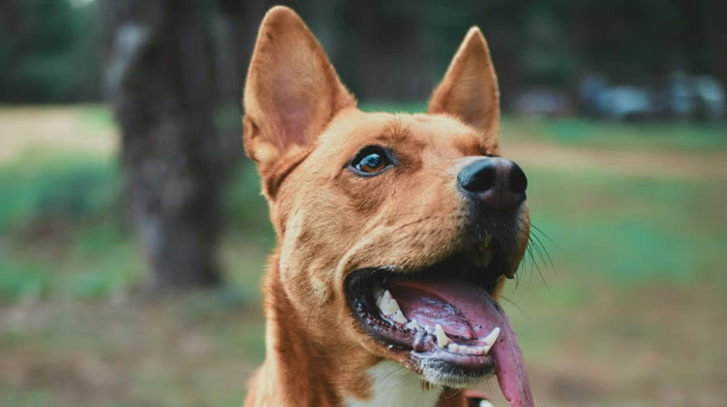 Can dog probiotics cause side-effects?