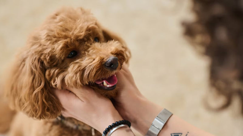 Dog Stomach Problems: Symptoms, causes, and remedies