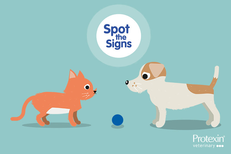 Spot the Signs of OA in Dogs and Cats
