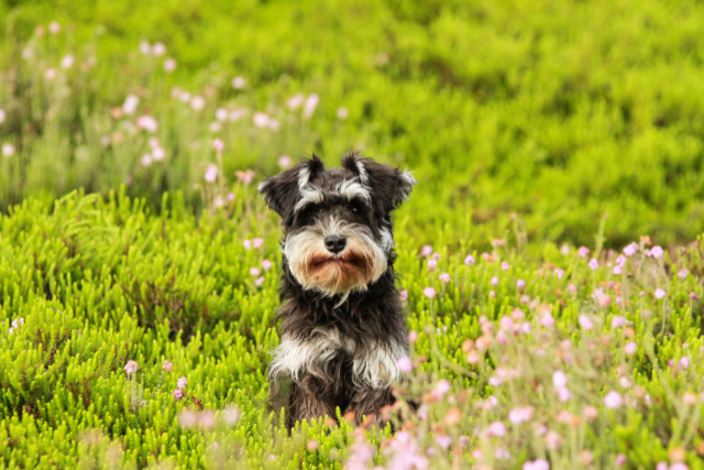 Keeping your pets happy and healthy this Easter