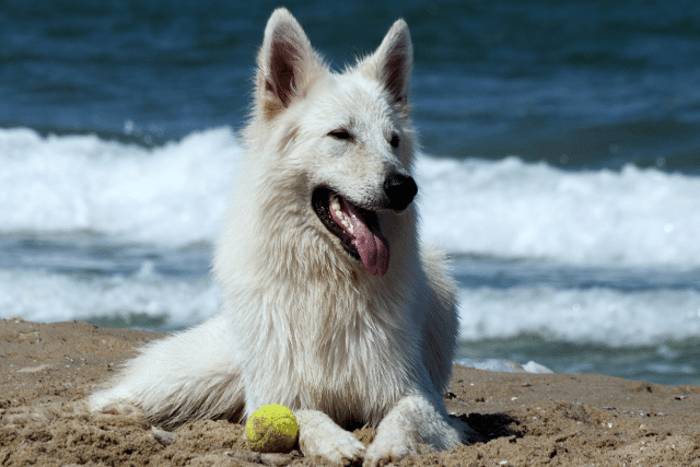 Looking after your pets’ skin this summer