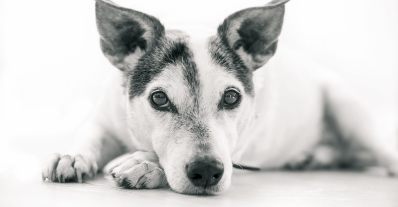 Spot the signs that your pet may be feeling anxious or stressed