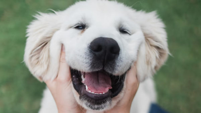 Can I give my dog probiotics meant for people?