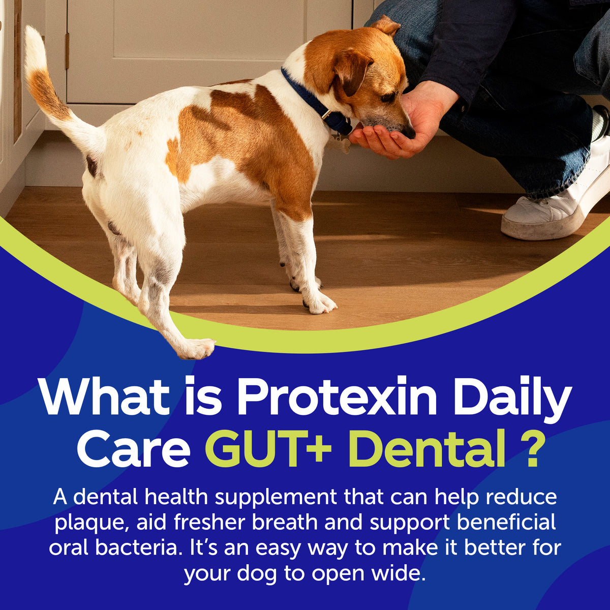 Daily Care Gut+ Dental - 60 Chews