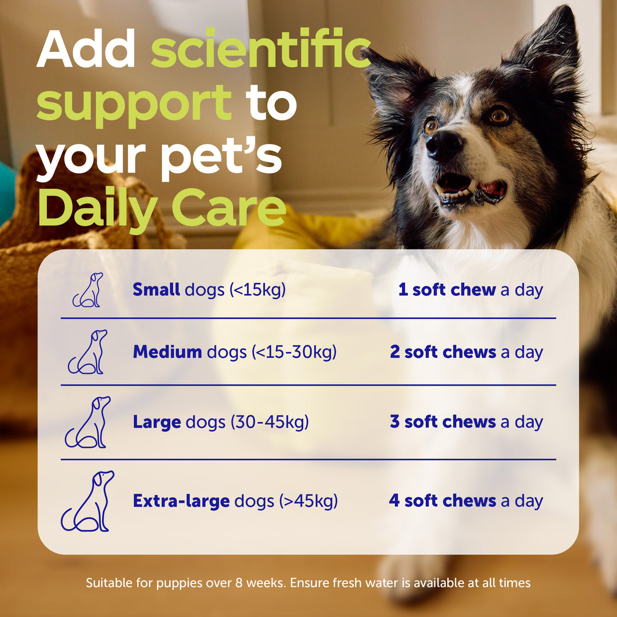 Daily Care Gut+ Dental - 60 Chews