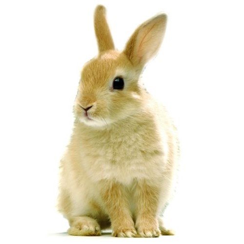 Rabbits