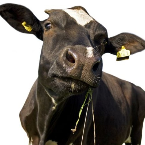 Agriculture