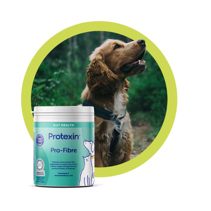 Dog with Pro-fibre