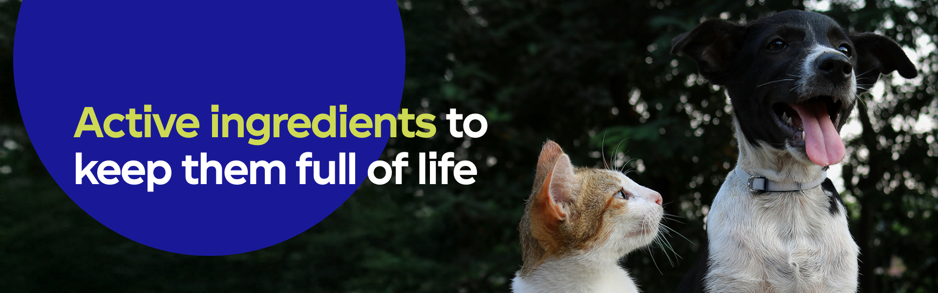 Active Ingredients to keep them full of life