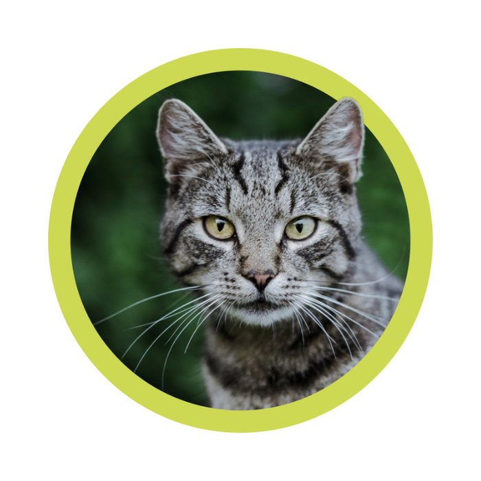 What is the gut microbiome and why is it important?