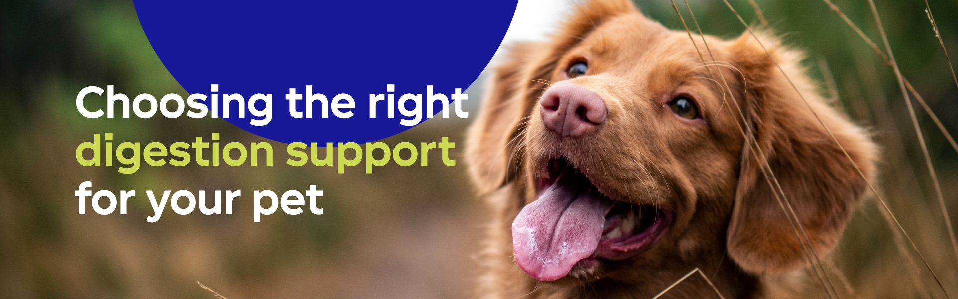 Choosing the right digestion support for your pet