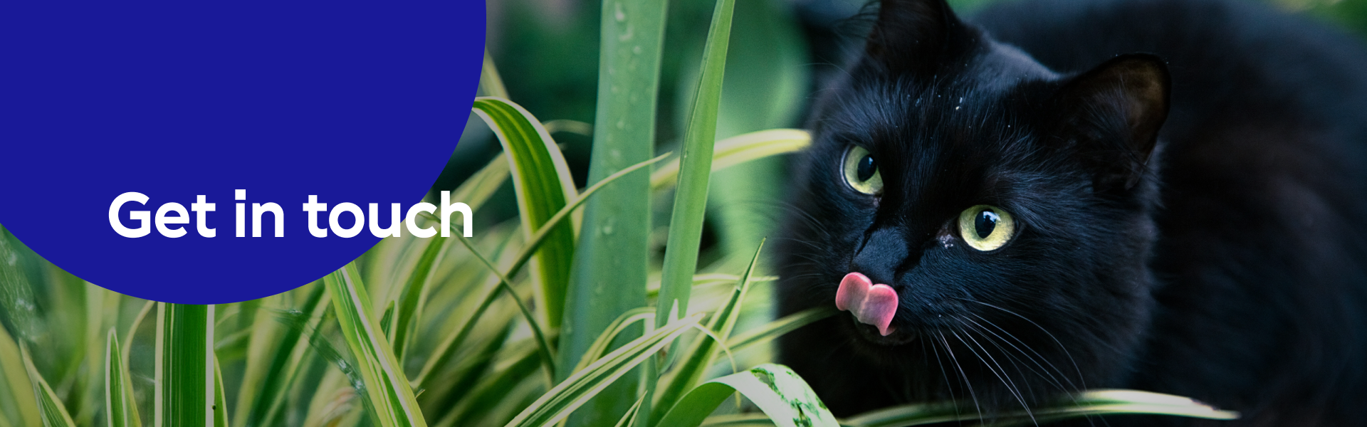 Get in touch banner with cat