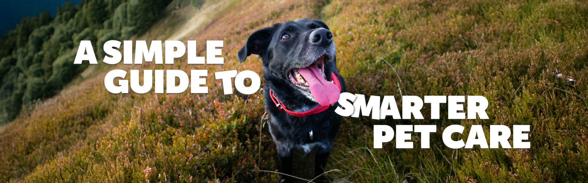 A SIMPLE GUIDE TO SMARTER PET CARE