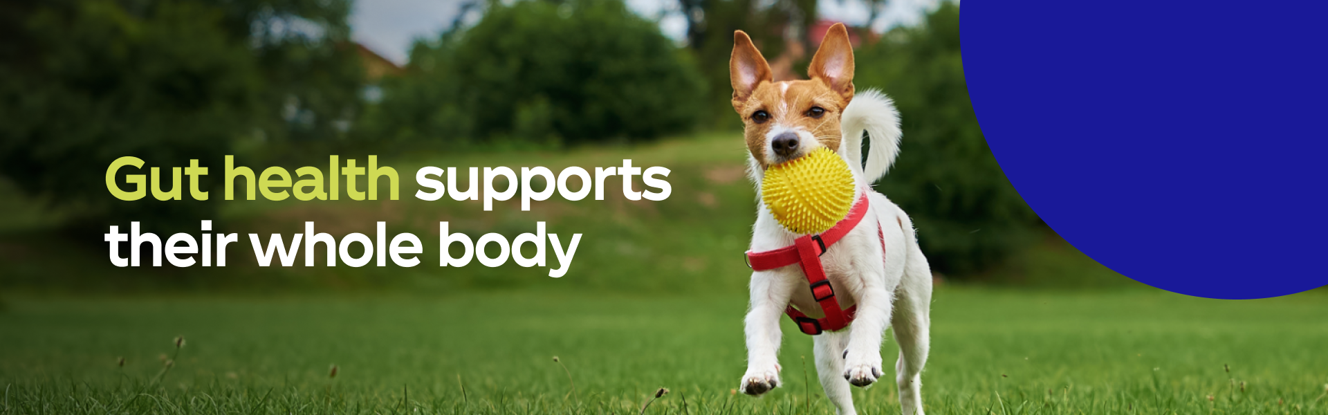 Gut health supports their whole body