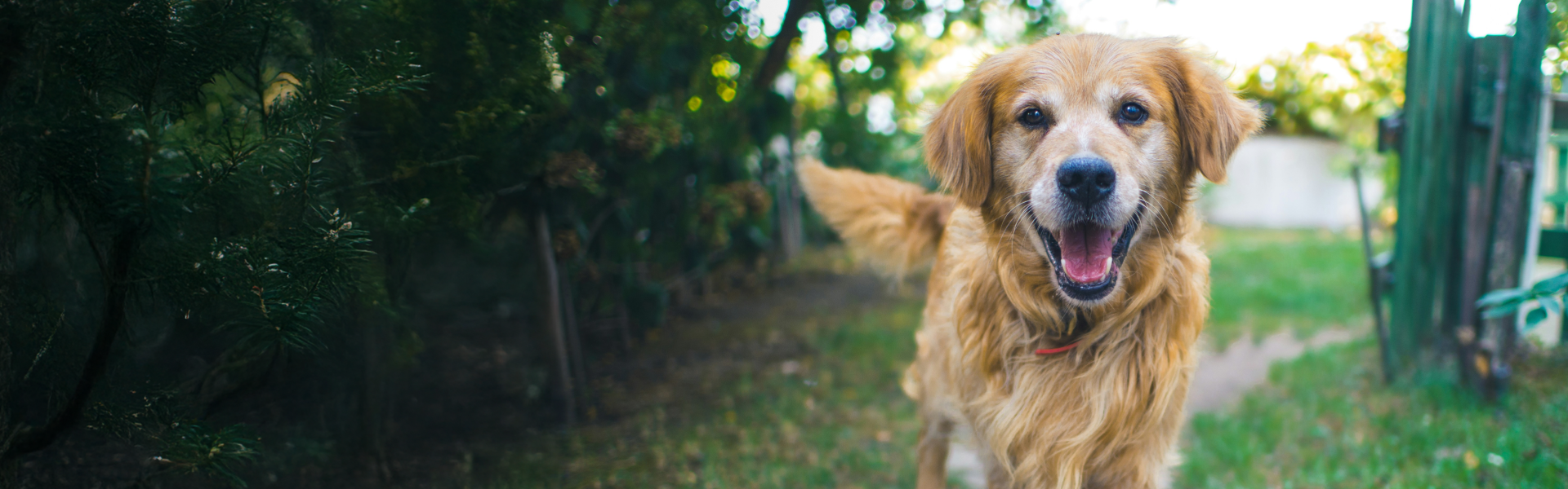 High-quality active ingredients for daily, proactive support