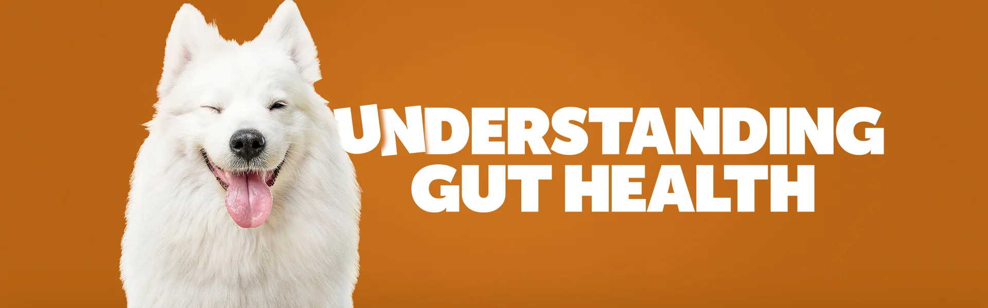 UNDERSTANDING GUT HEALTH