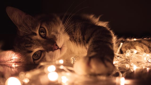 Keeping Your Pets Safe And Happy This Festive Period