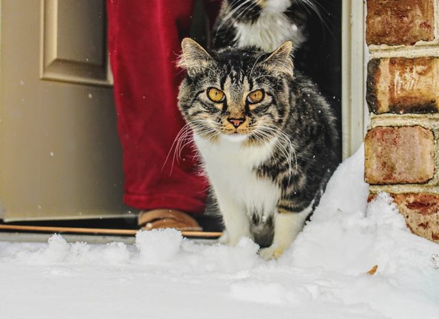 Cat in the snow