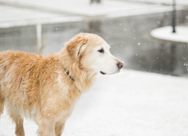 Winter Walkies