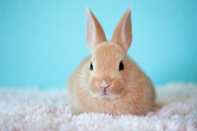 Small bunny
