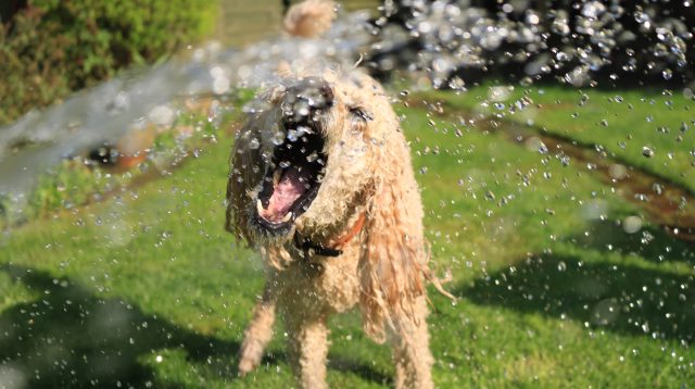 Dog with hose pipe water