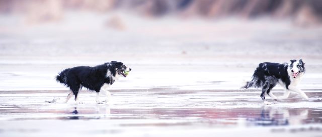 dogs on beach