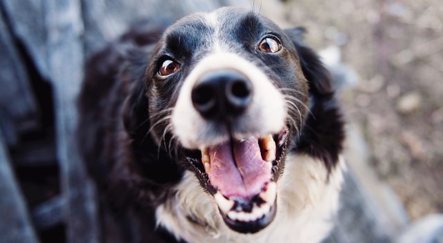 happy dog