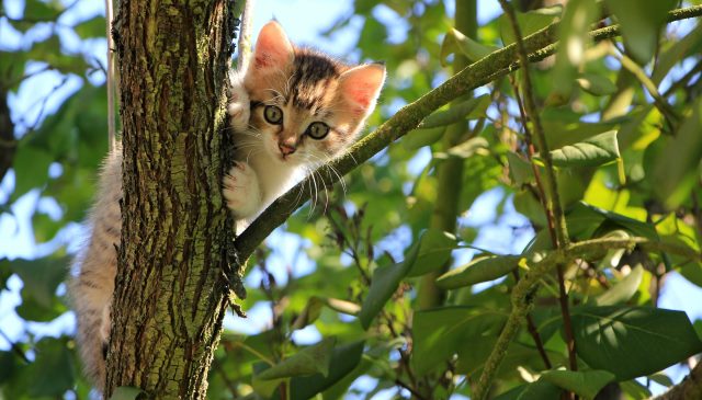 Kitten in tree