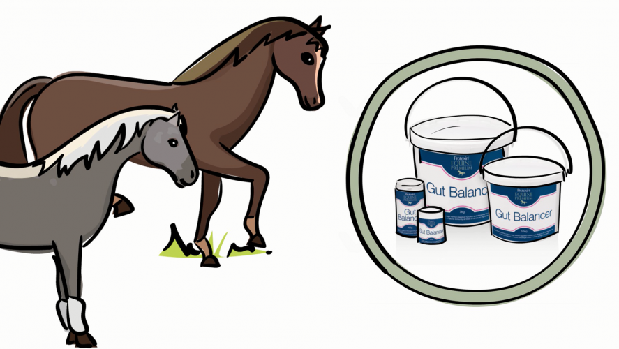 Your Horse's Digestive System Explained